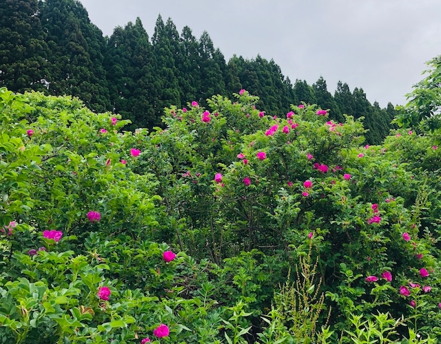 ＜数量限定＞Japanese rose Cordial -edition 1-　ハマナス花とプラムのコーディアル＋ハマナスローズヒップ入り（185g）