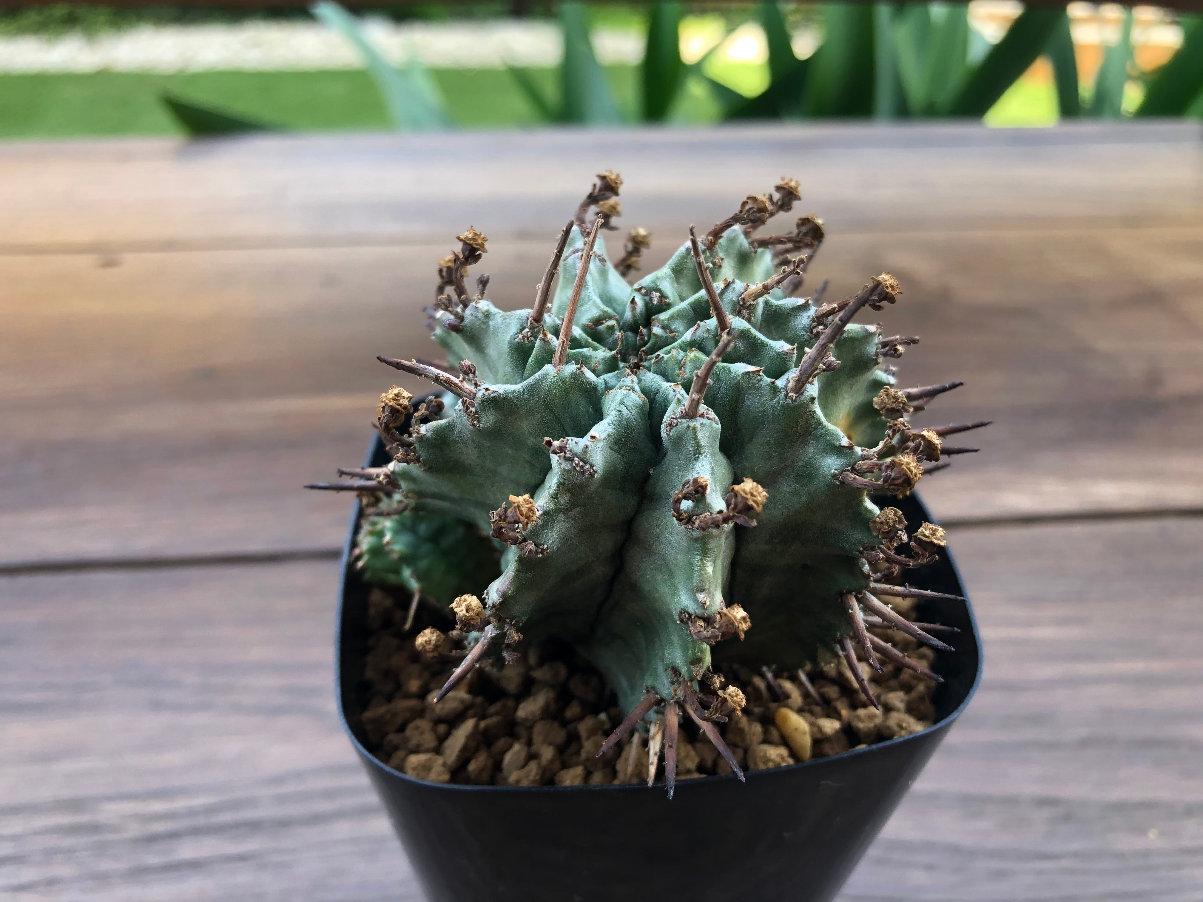 Euphorbia Horrida ユーフォルビア・ホリダ ゲンコツホリダ 多肉植物
