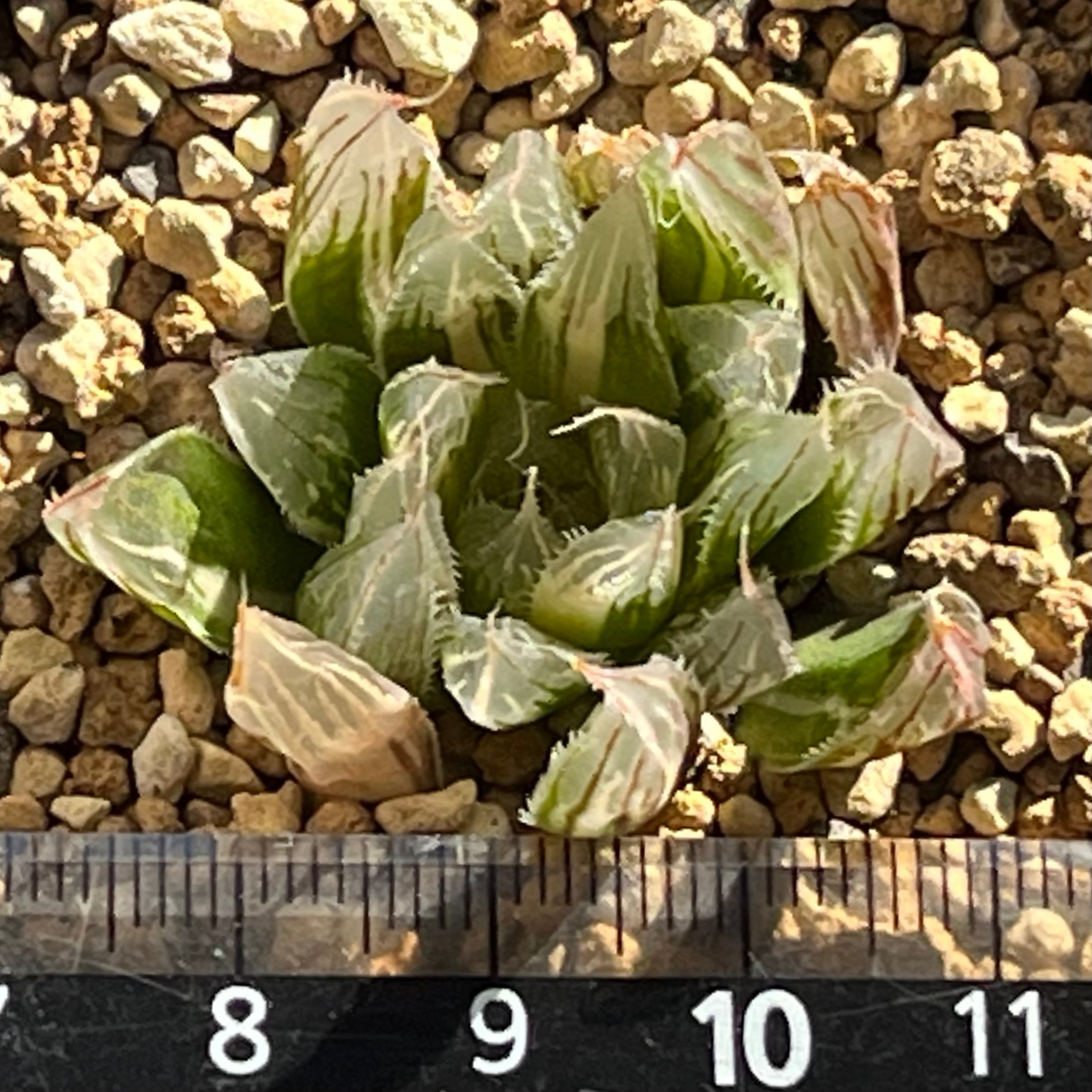 ハオルチア ダビディ錦① | mocono_plants