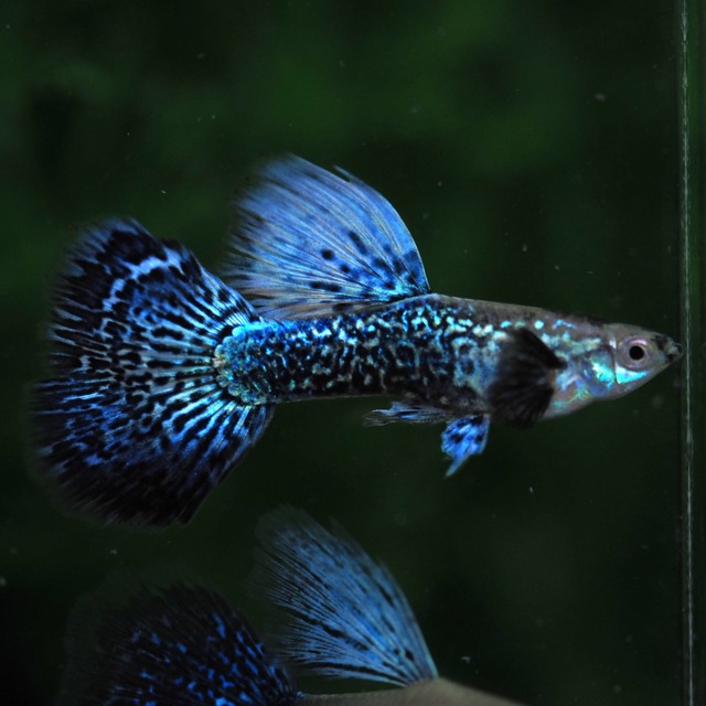 パープルドラゴン　リボン１カルテット＋おまけ1ペア