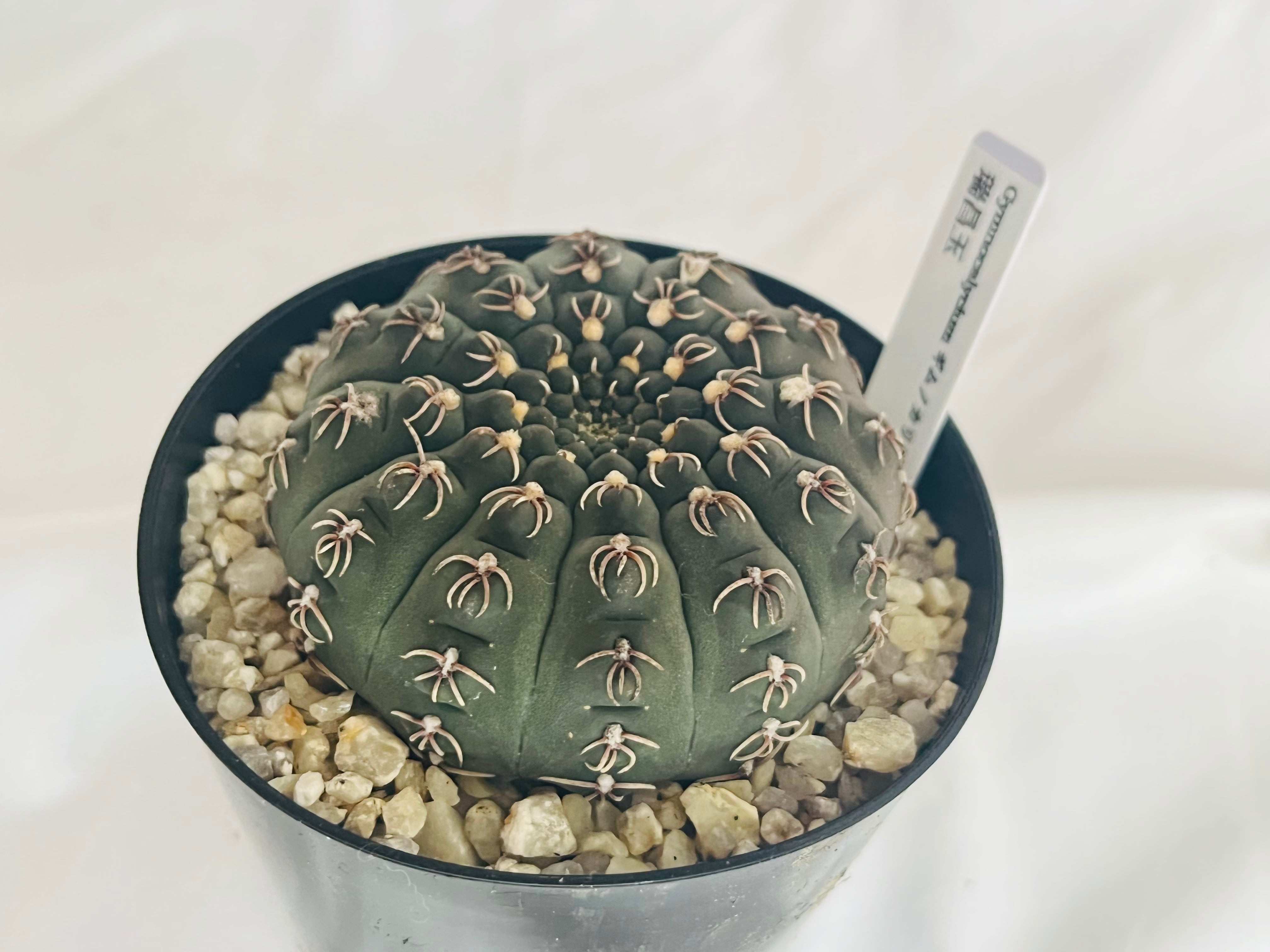 Gymnocalycium stellatum var. kleinianum ギムノカリキウム 瑞昌玉