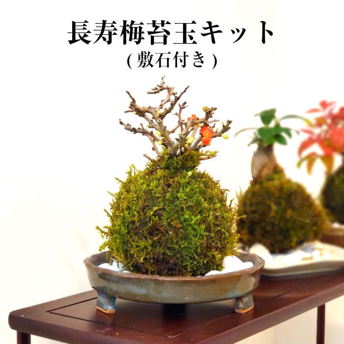 長寿梅苔玉キット | 弥栄苔 本店
