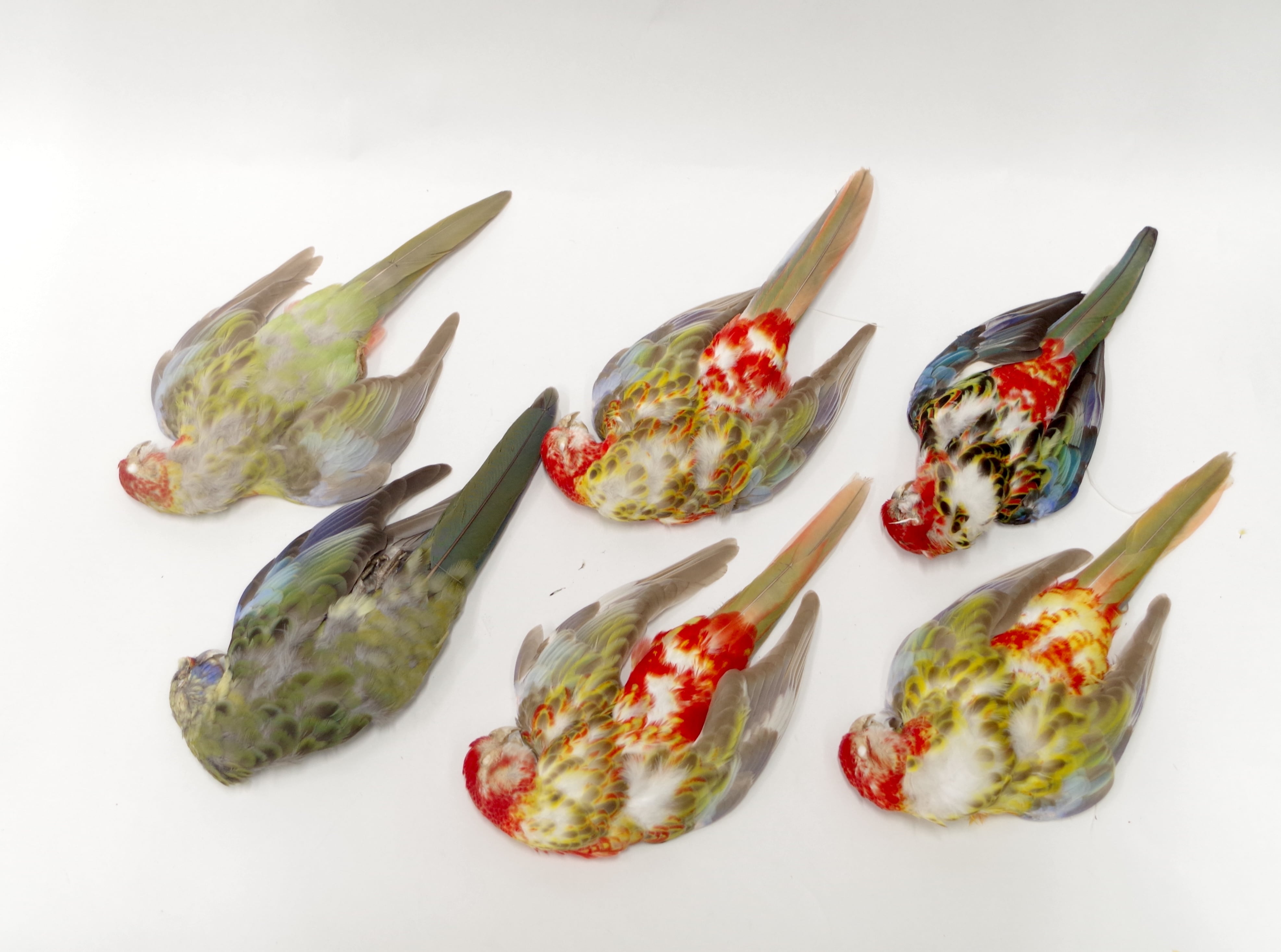 ハゴロモインコ メス 皮 | アトリエ杉本