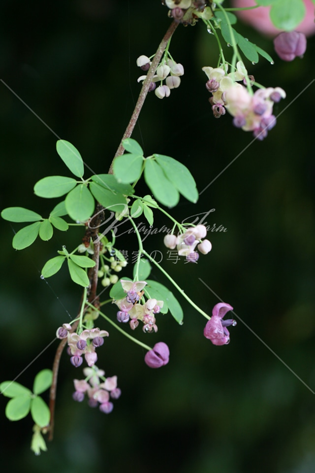 114 木通の花