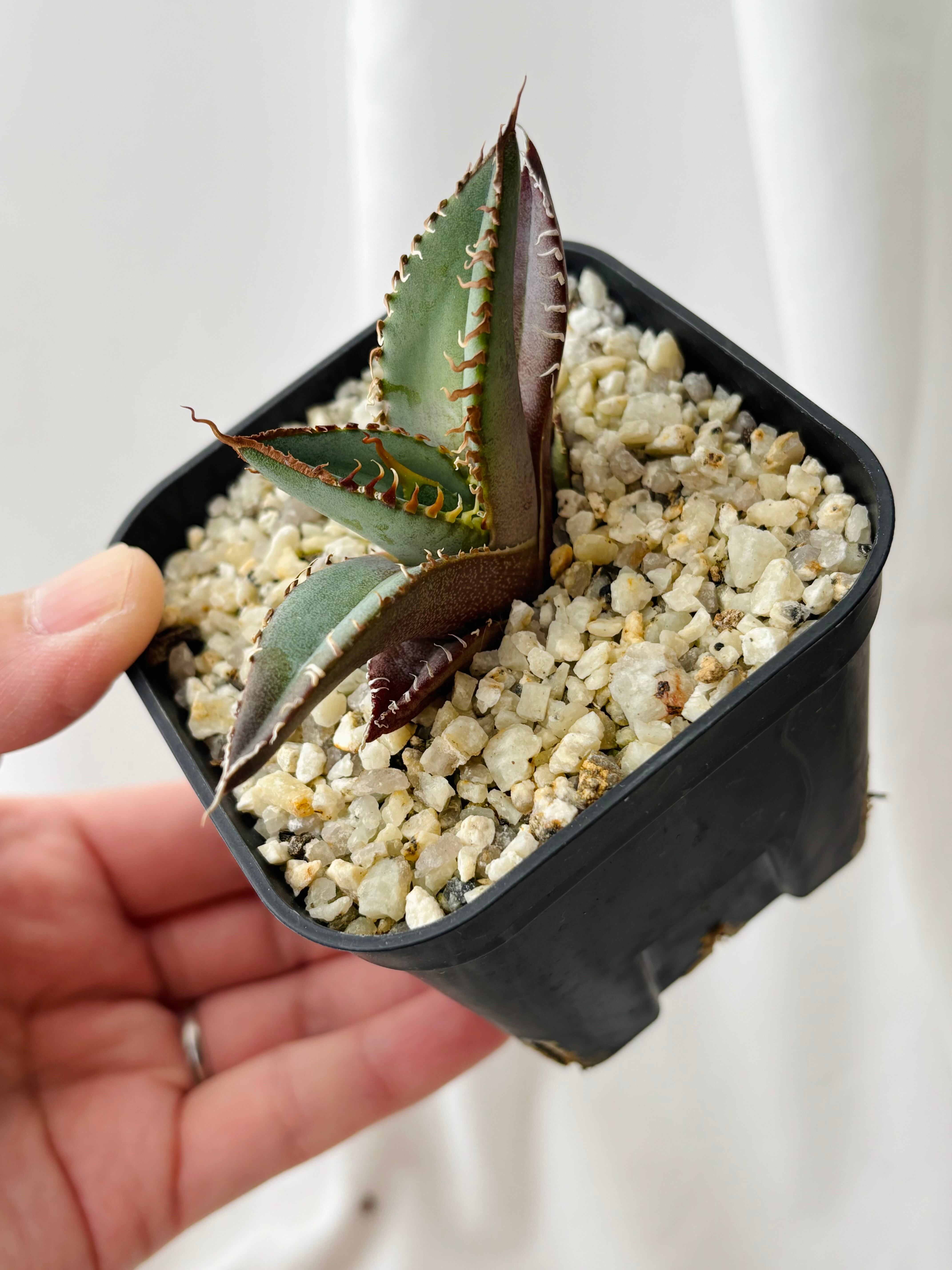 Agave titanota アガベ チタノタ オテロイ 多肉植物 | plants MARU