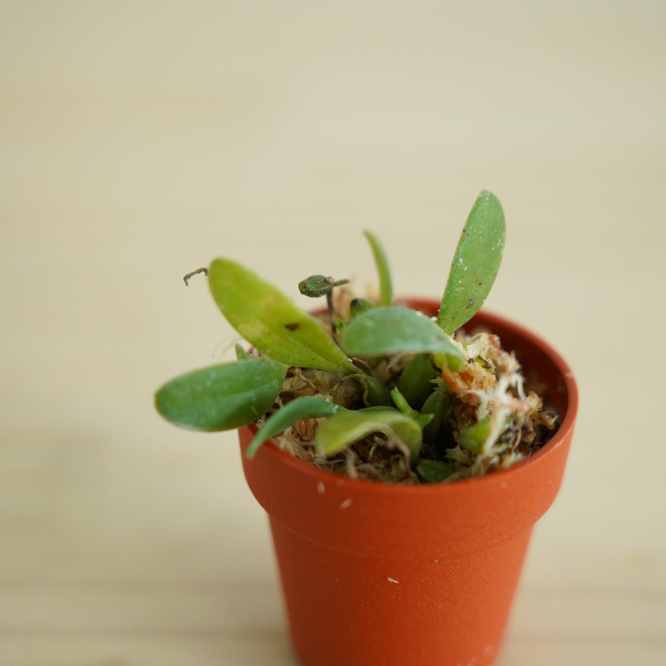 ムギラン Bulbophyllum inconspicuum【日本産着生ラン】テラリウム・着生向き