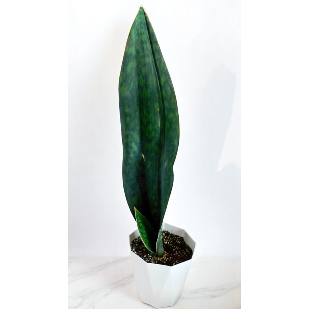 サンセベリア 　観葉植物　サンスベリア 　マッソニアーナ　 Sansevieria Masoniana 　E