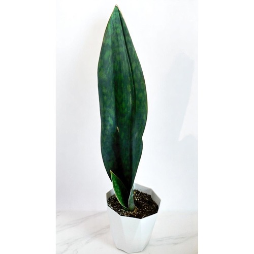 サンセベリア 　観葉植物　サンスベリア 　マッソニアーナ　 Sansevieria Masoniana 　E