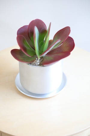 【S】デザートローズ/Desert Rose