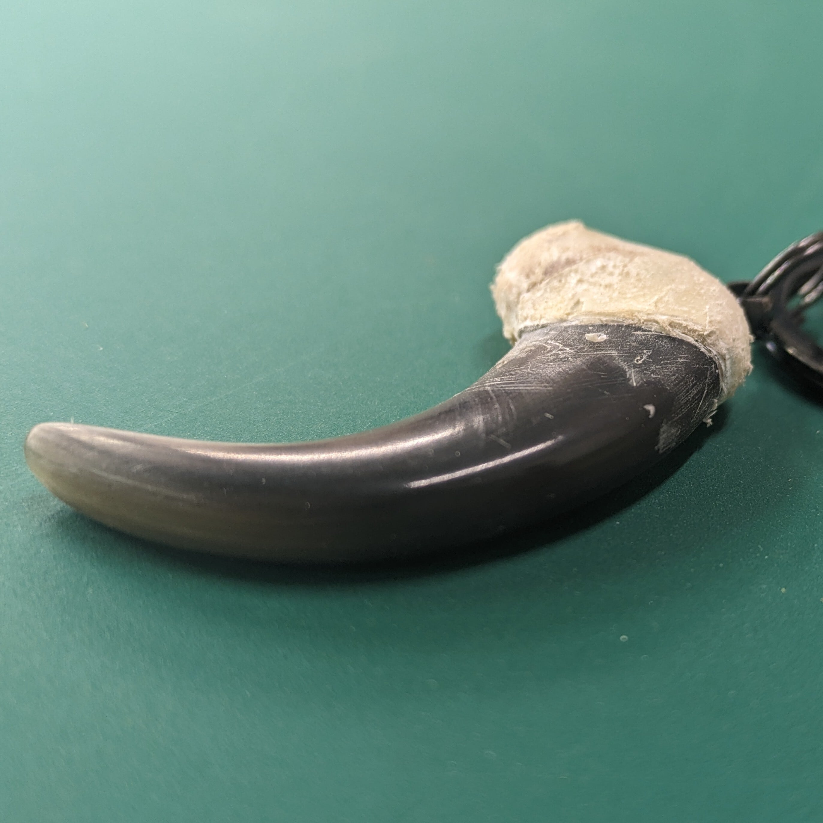 熊の爪 キーホルダー 中サイズ ベアクロー くま クマ 爪 つめ