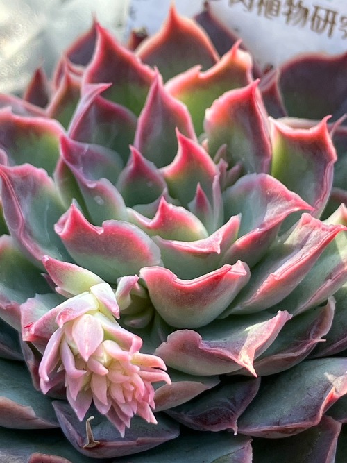 【現物商品】シムランスLS x プリドニス