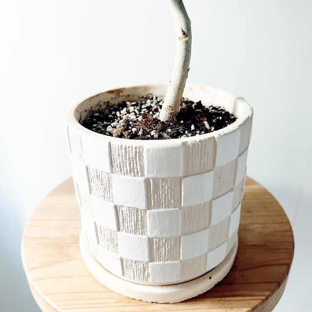 フィカス ベンガレンシス 曲がり 上品で洗練されたインテリアグリーン 観葉植物