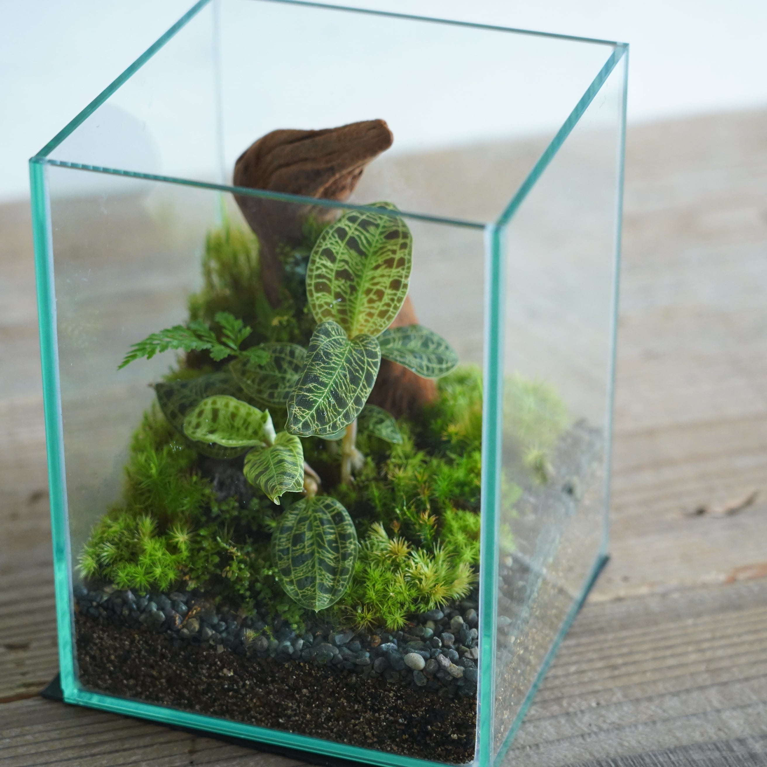 苔テラリウム作品『森の宝石』◇限定作品 2.20＃1 | 苔テラリウム専門
