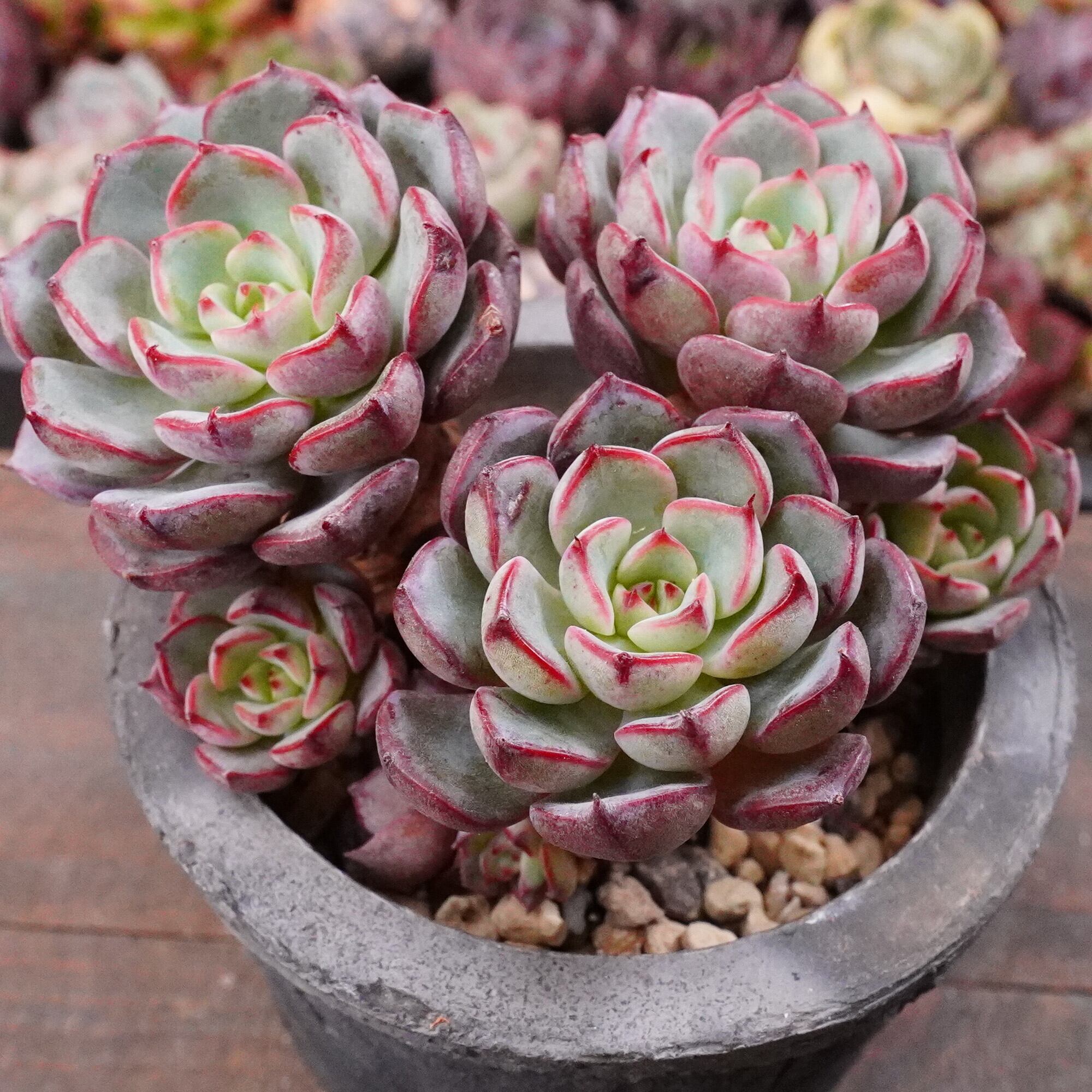 raulensisu 中(韓国苗) raulensisu 中(韓国苗)