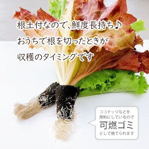 【FISH VEGGIES】水菜とレタスのサラダセット 90g　化学肥料/農薬不使用だから安心して食べられる