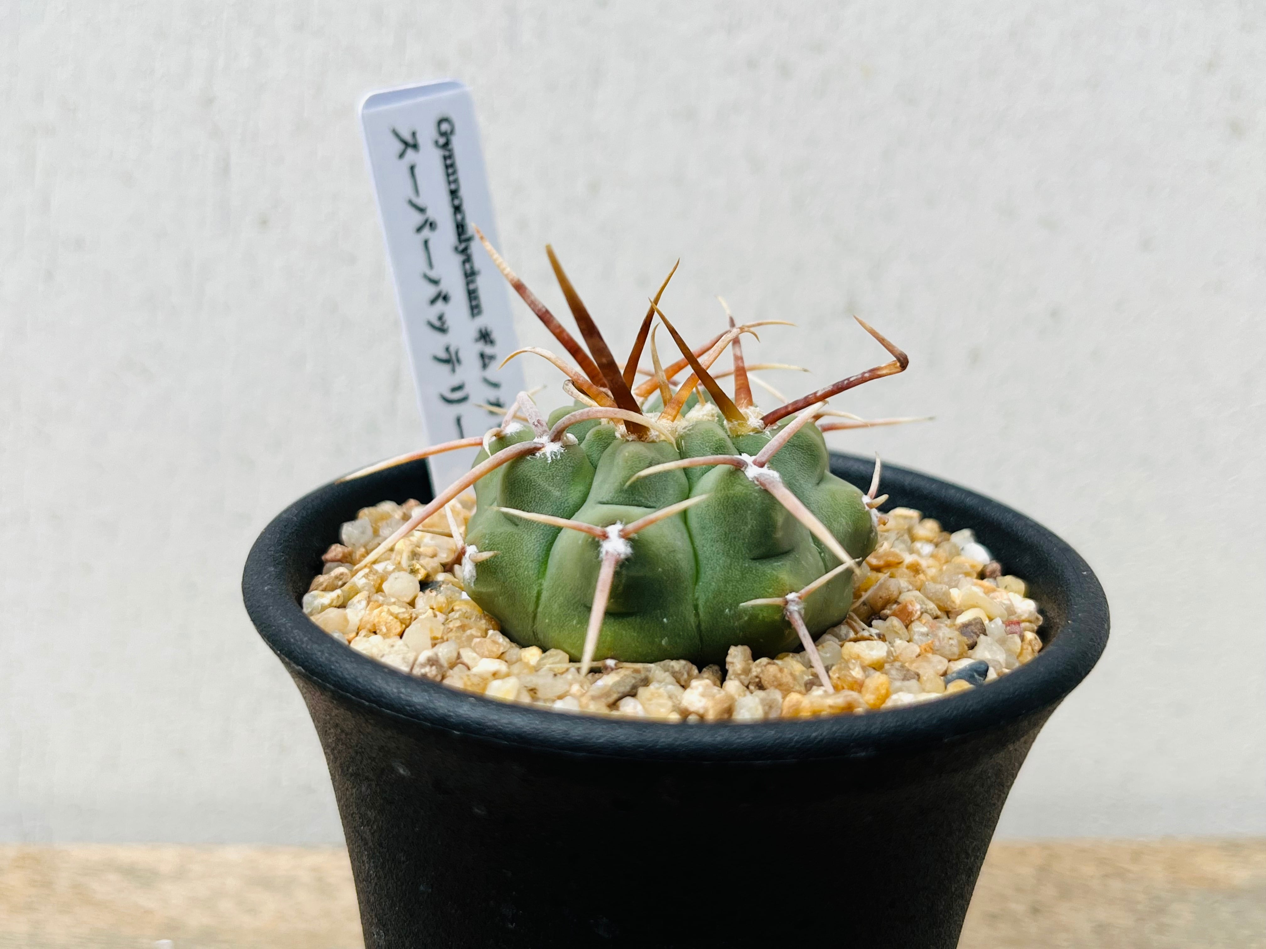 Gymnocalycium vatteri ギムノカリキュウム スーパーバッテリー