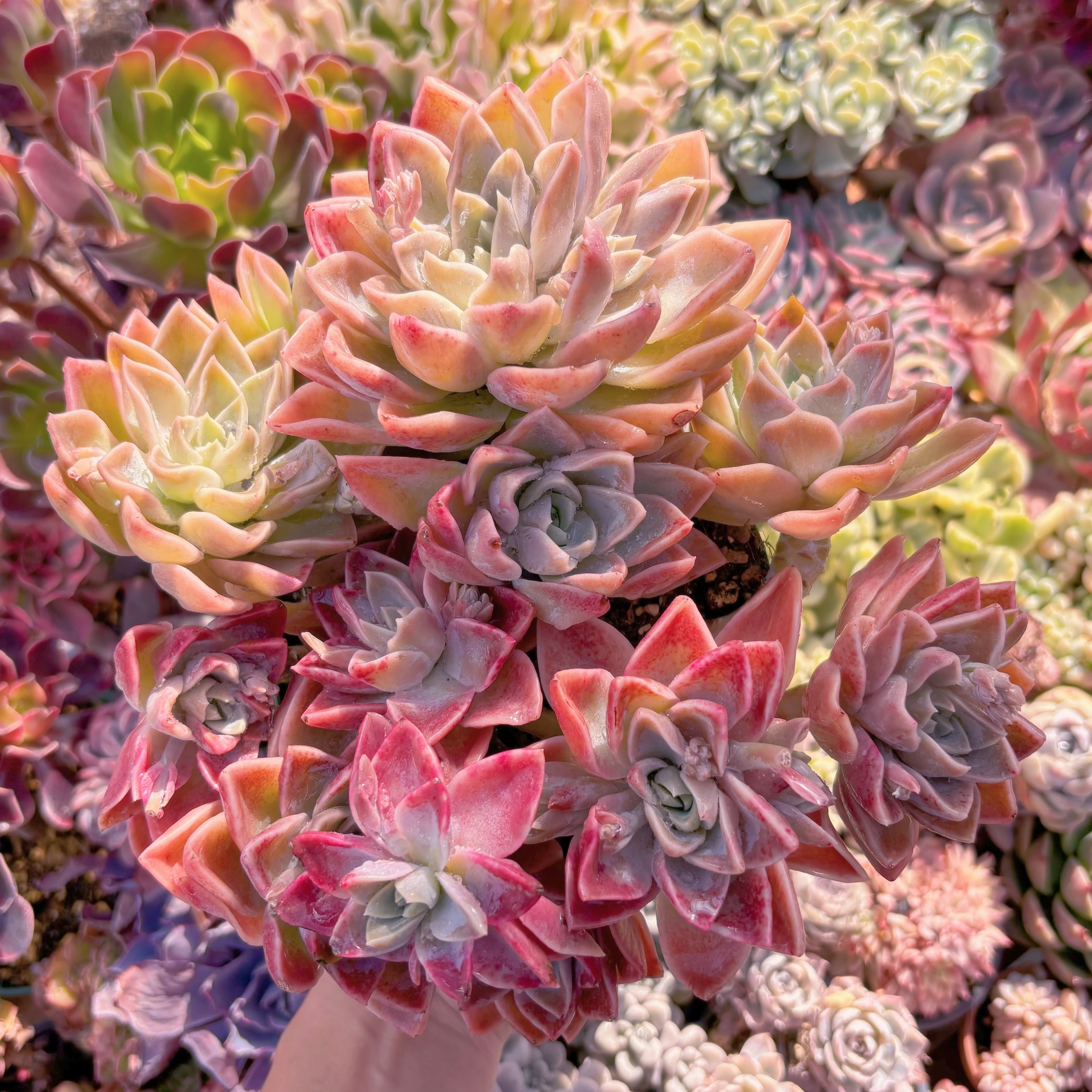 現品　ラブリーローズx白牡丹#033　特大　るる農園