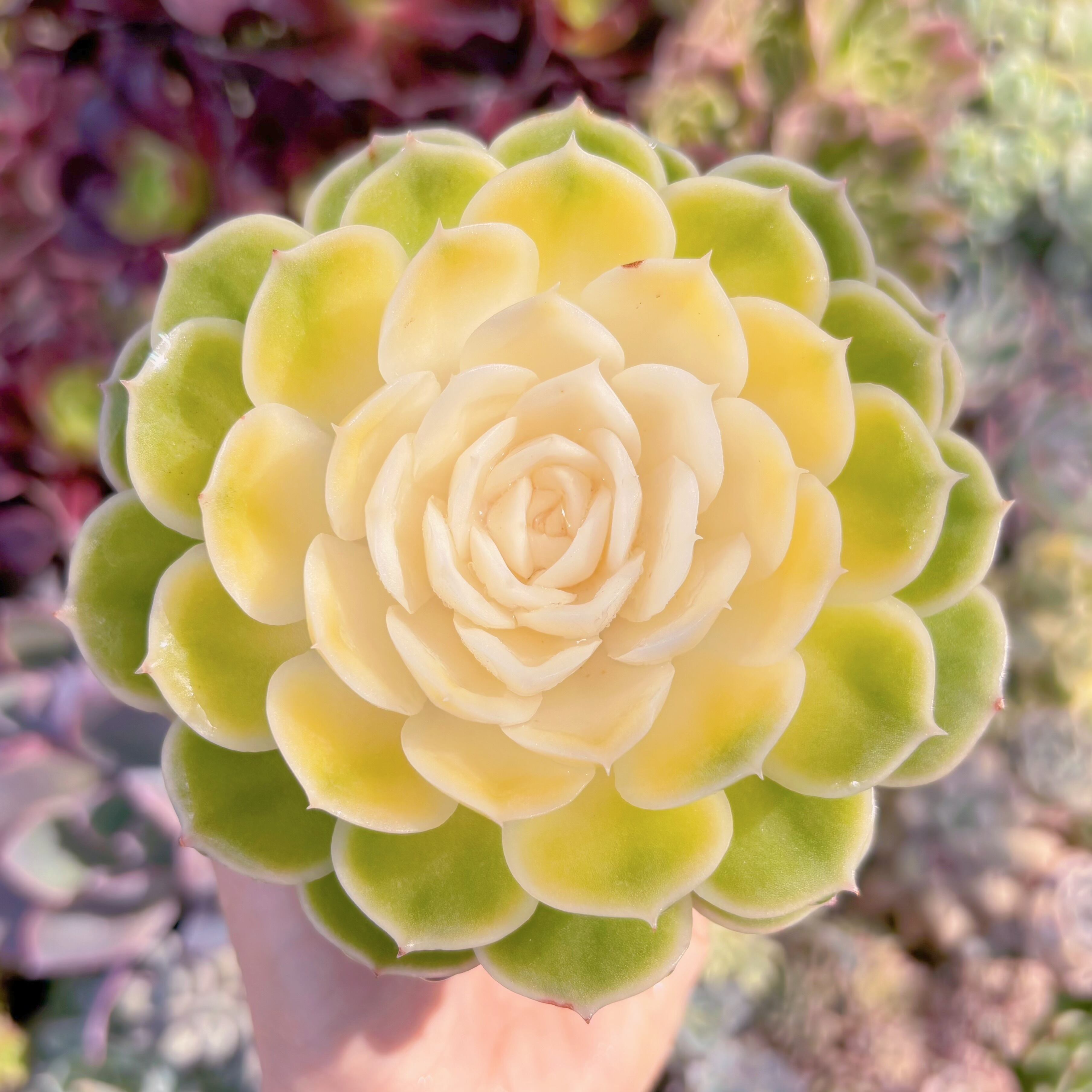 現品　オンスロー錦#1145　大苗　るる農園