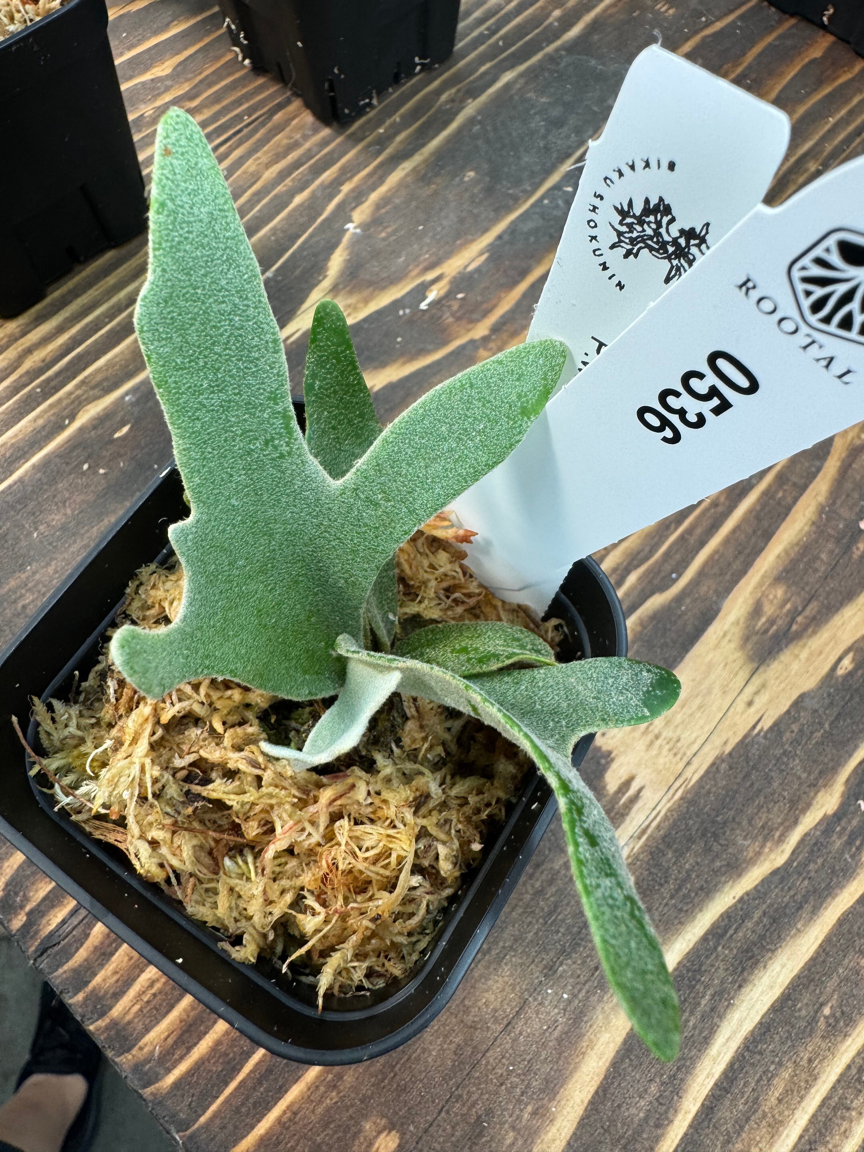 すー　ビカクシダ5株 Platycerium Banna #A (pup) ビカクシダ バンナ #A (子株) ビカ