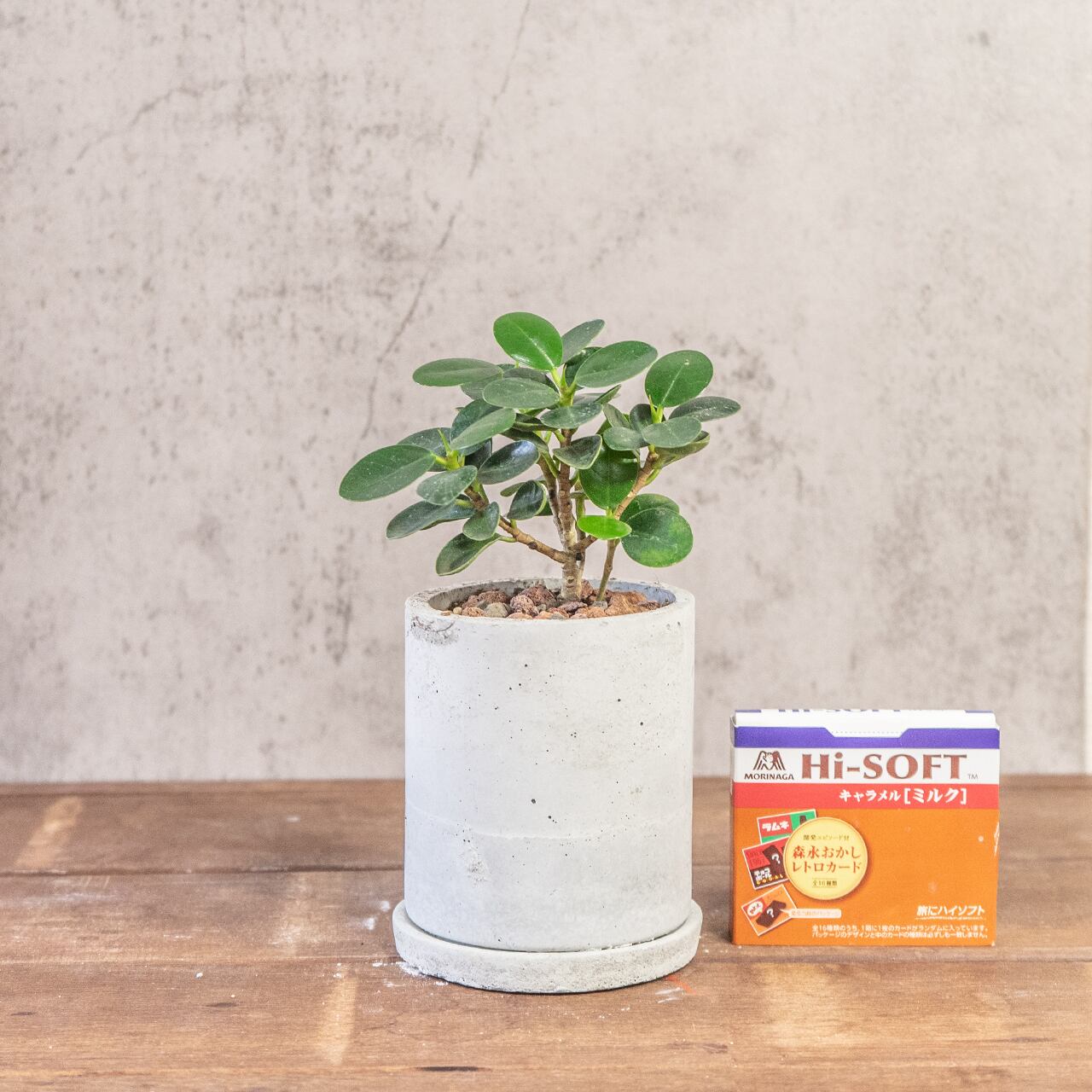 パンダガジュマル｜丸みを帯びた艶やかな葉と愛らしい姿が魅力の観葉植物｜癒しをもたらすインテリアグリーン【手づくりモルタル鉢】