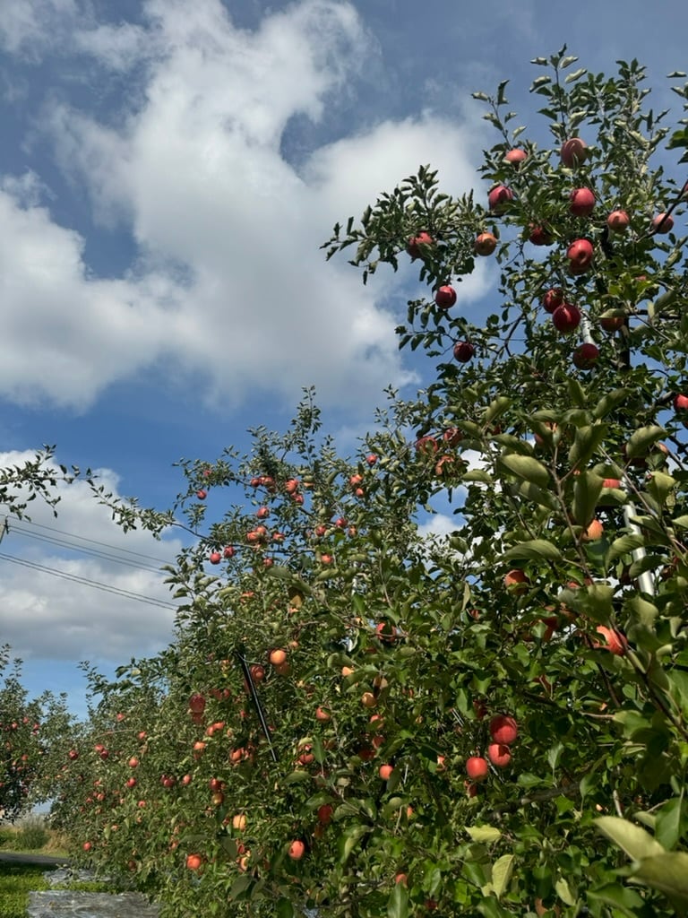 葉取らずサンふじ贈答用　5kg