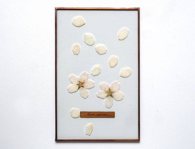 Sakura Glass Specimen-23 （ソメイヨシノのガラス標本）