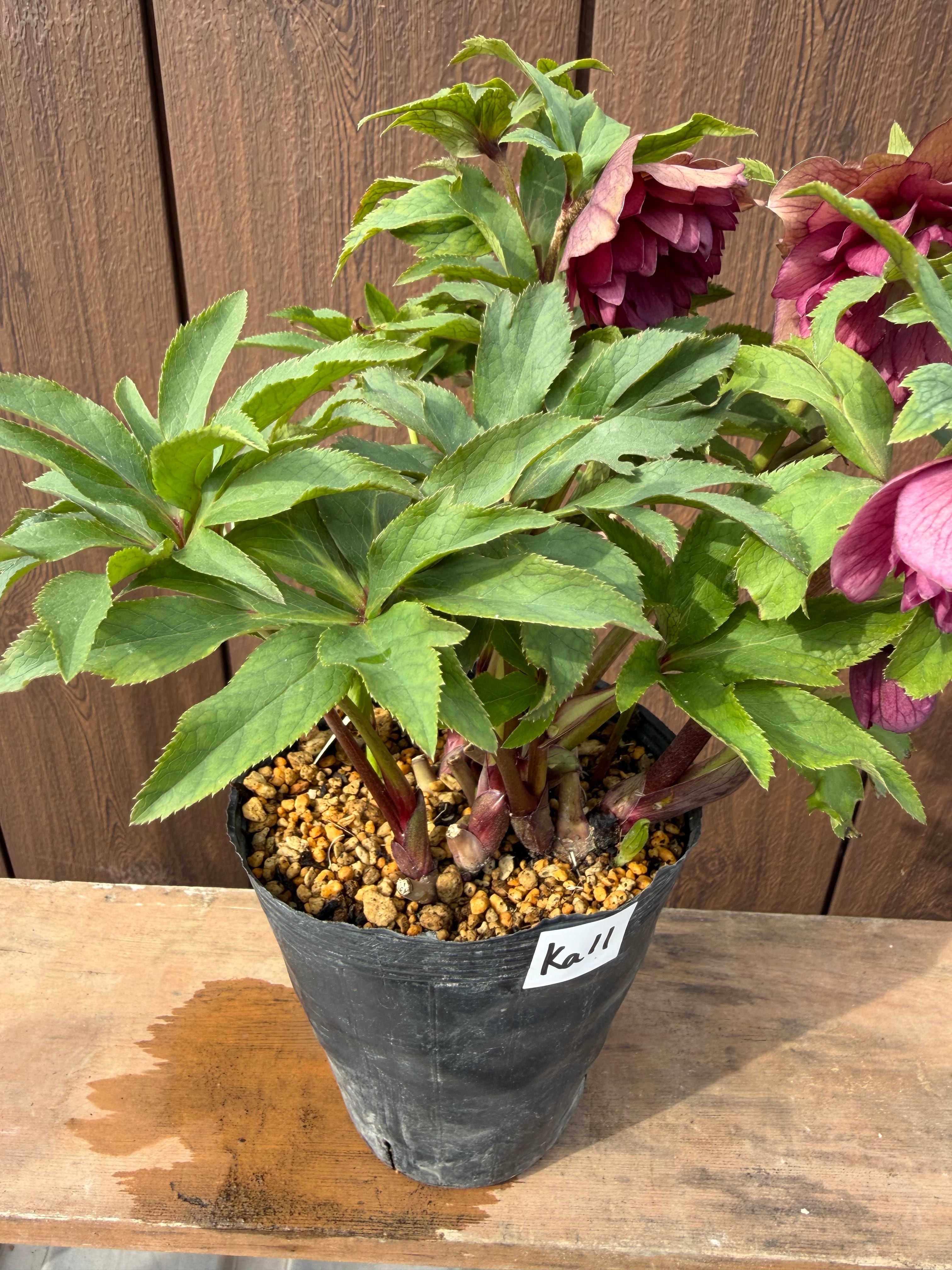 グロッシー☆シャガール 加藤農園 クリスマスローズ【Ka11】送料無料