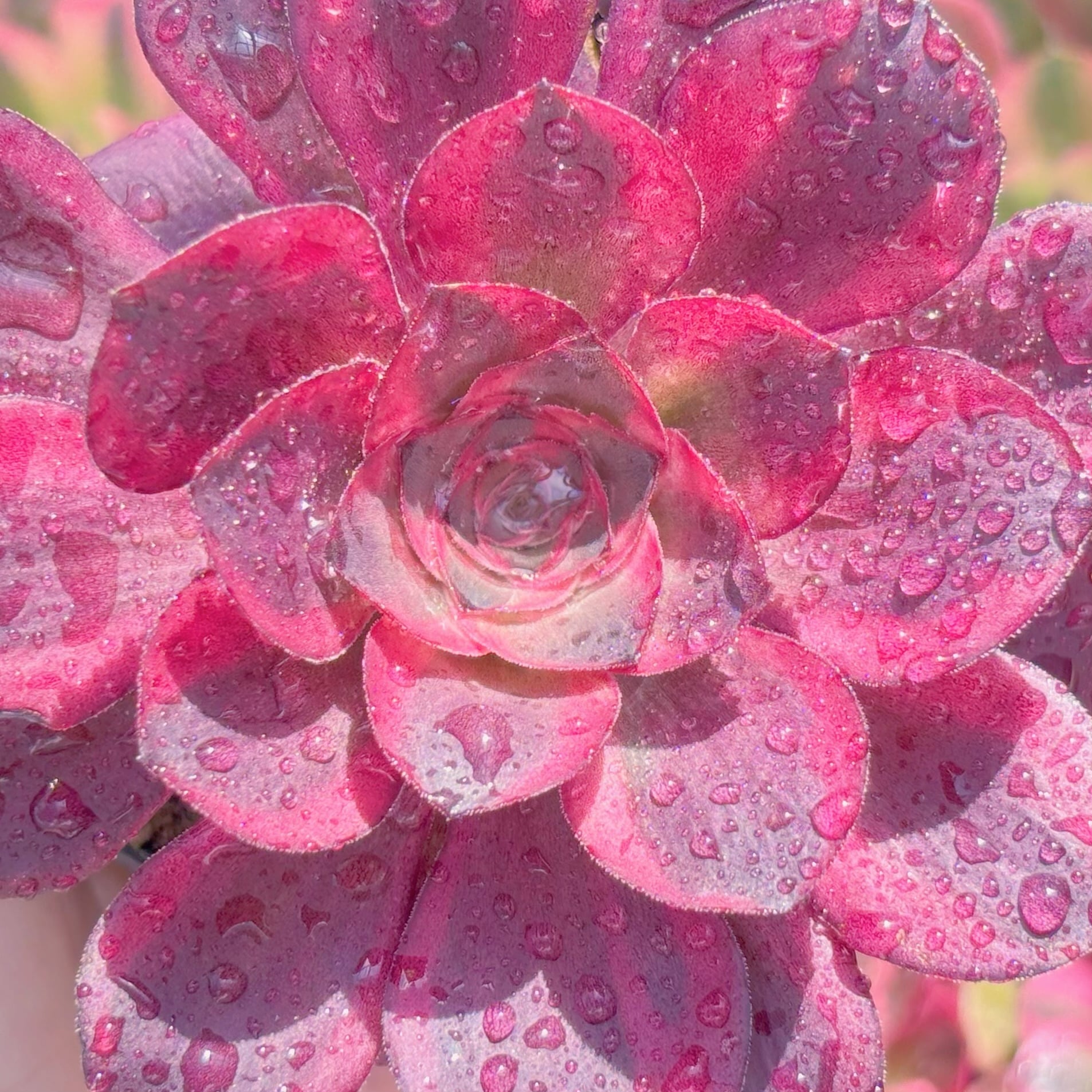 多肉植物 魅金ローズ錦 新入荷 るる農園 | るる農園~多肉植物専門