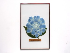 紫陽花のガラス標本 no.23 -Hydrangea Glass Specimen-