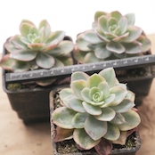 抜き苗 ピンクベラ錦 覆輪斑 Echeveria 'Pink Bella Variegated'