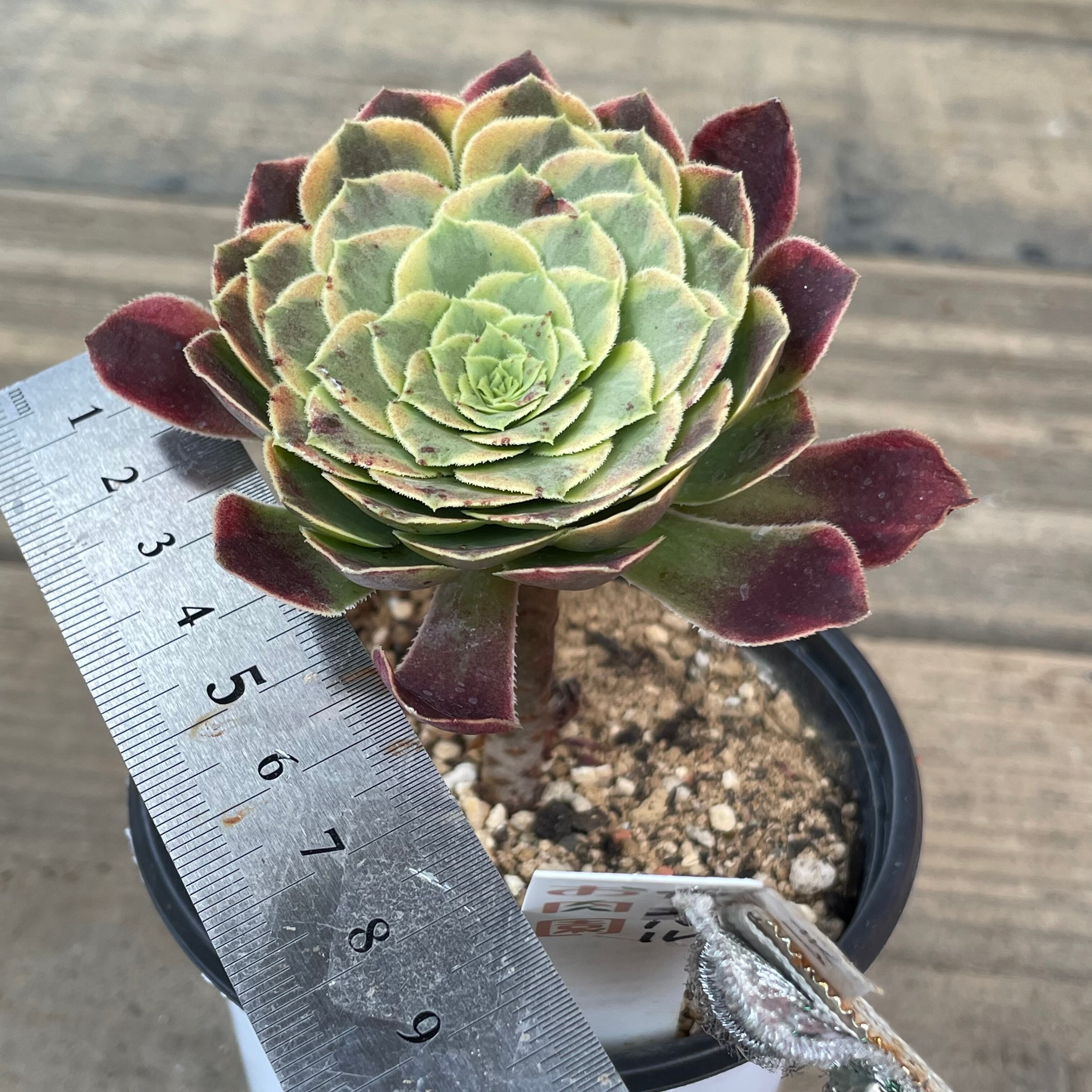 T)カーニバル アエオニウム | RuPo 多肉植物専門店