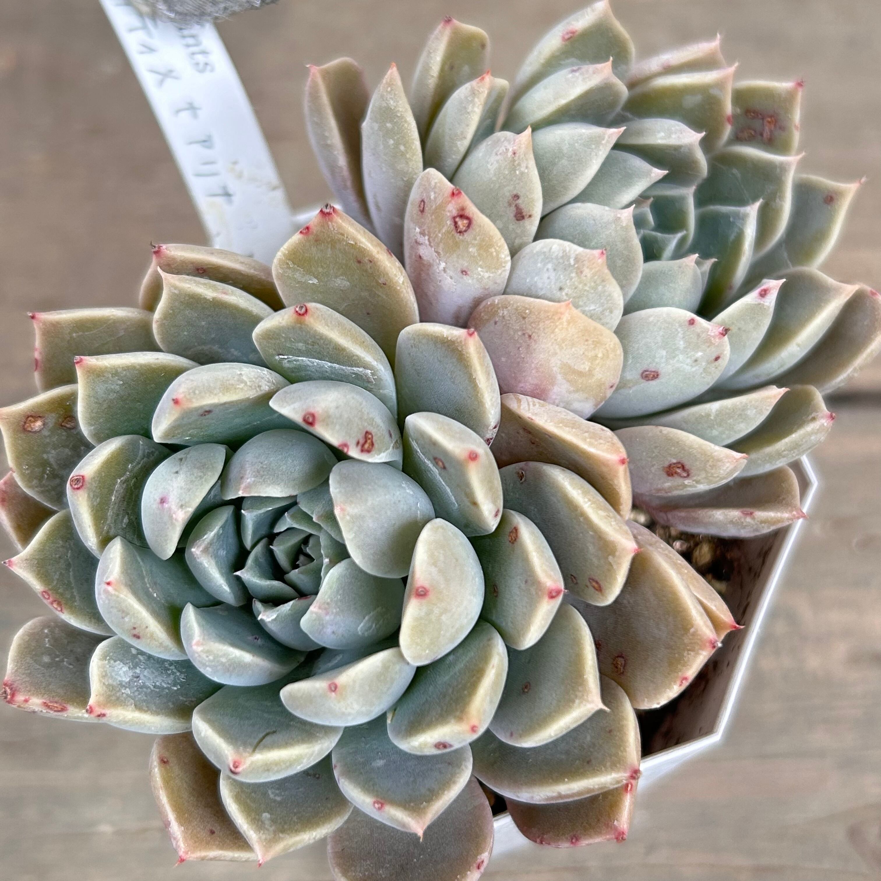 ピンクプリティ×ヒアリナ | RuPo 多肉植物専門店