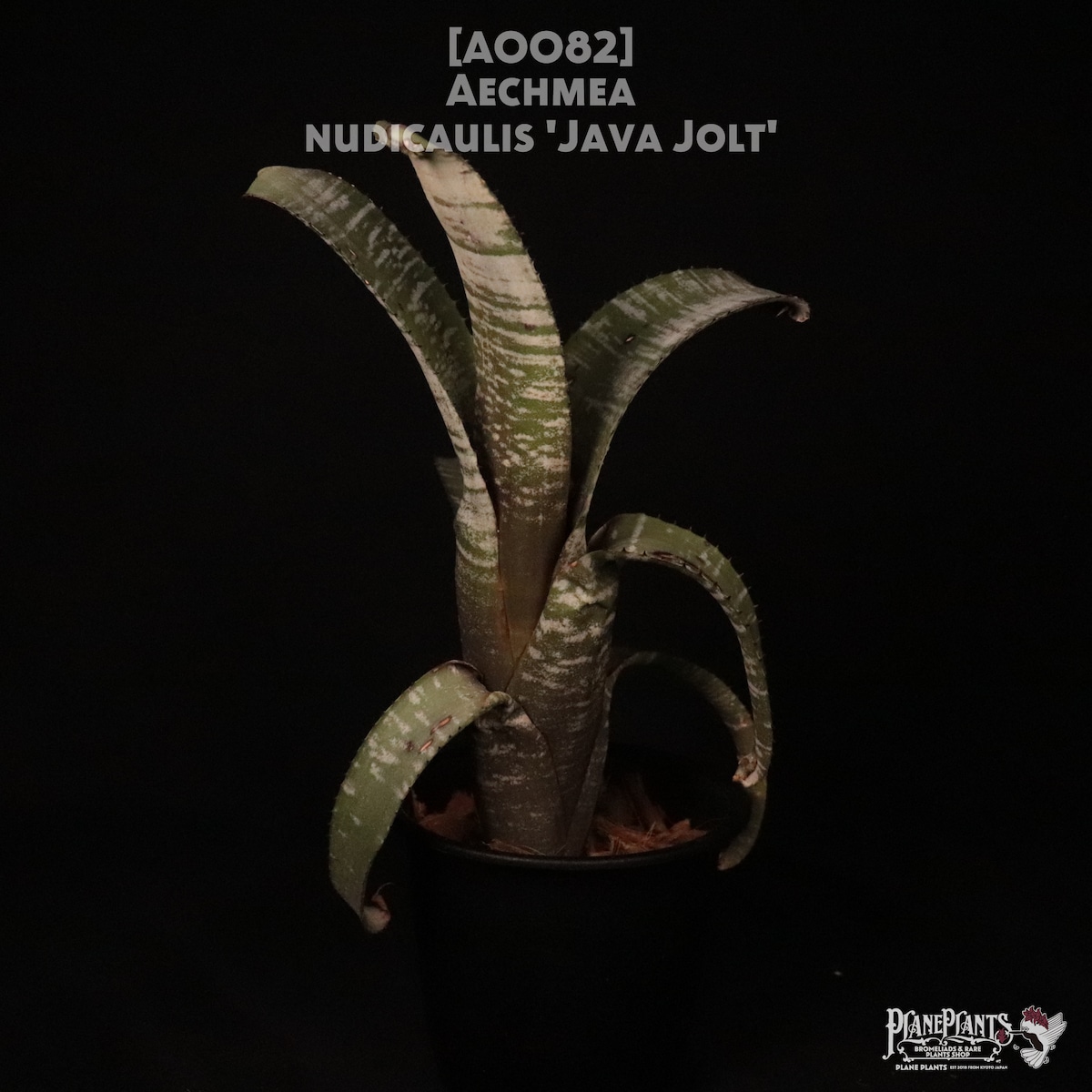 【送料無料】Aechmea nudicaulis 'Java Jolt' fb: Double T Bromeliads〔エクメア〕現品発送 ...