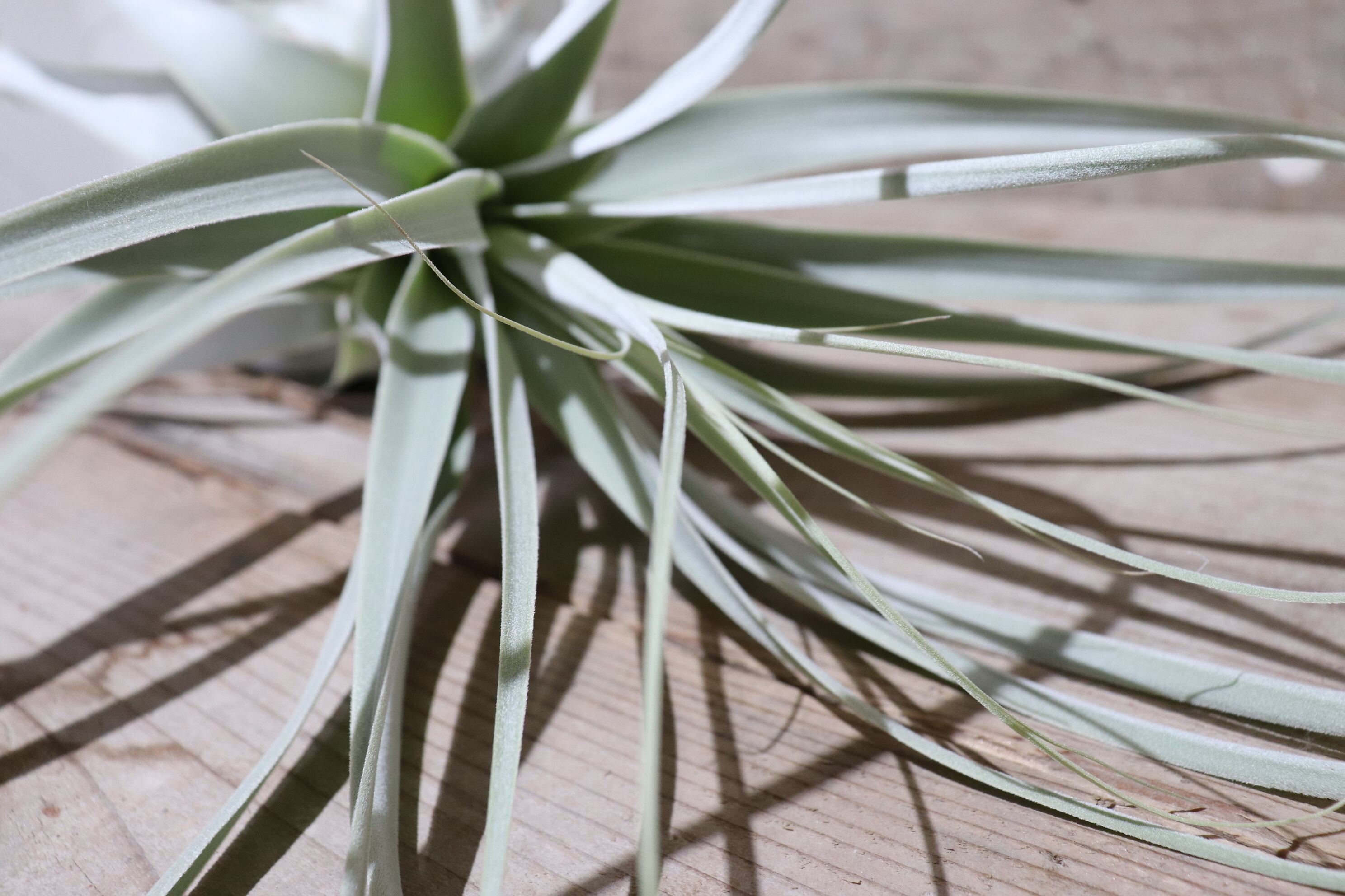 送料無料】ストラミネア2XL〔エアプランツ〕現品発送T1723