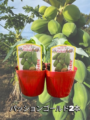 「パッションゴールド2本セット」青パパイヤ苗