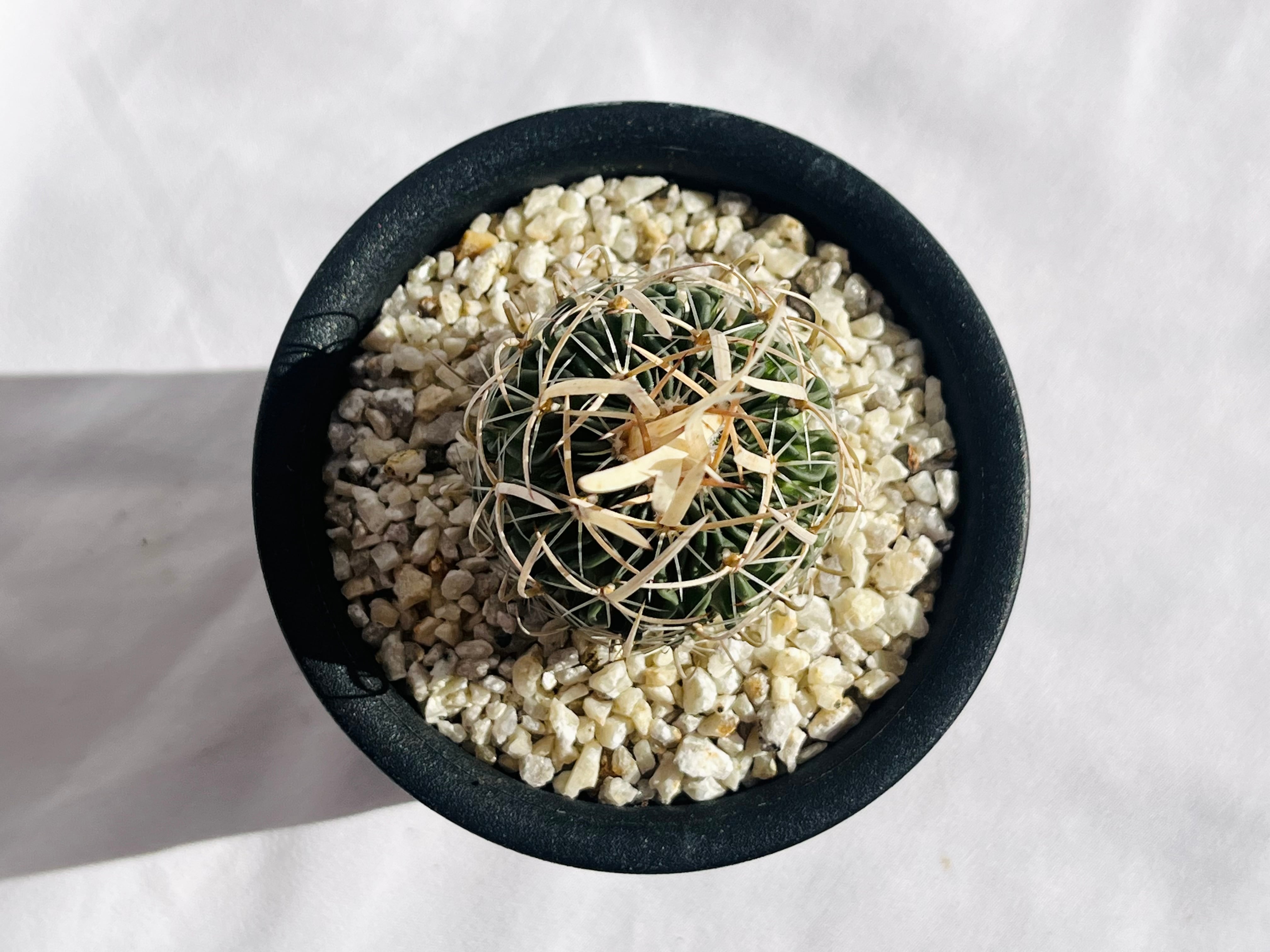 Echinofossulocactus エキノフォスロカクタス 長刺振武玉 サボテン
