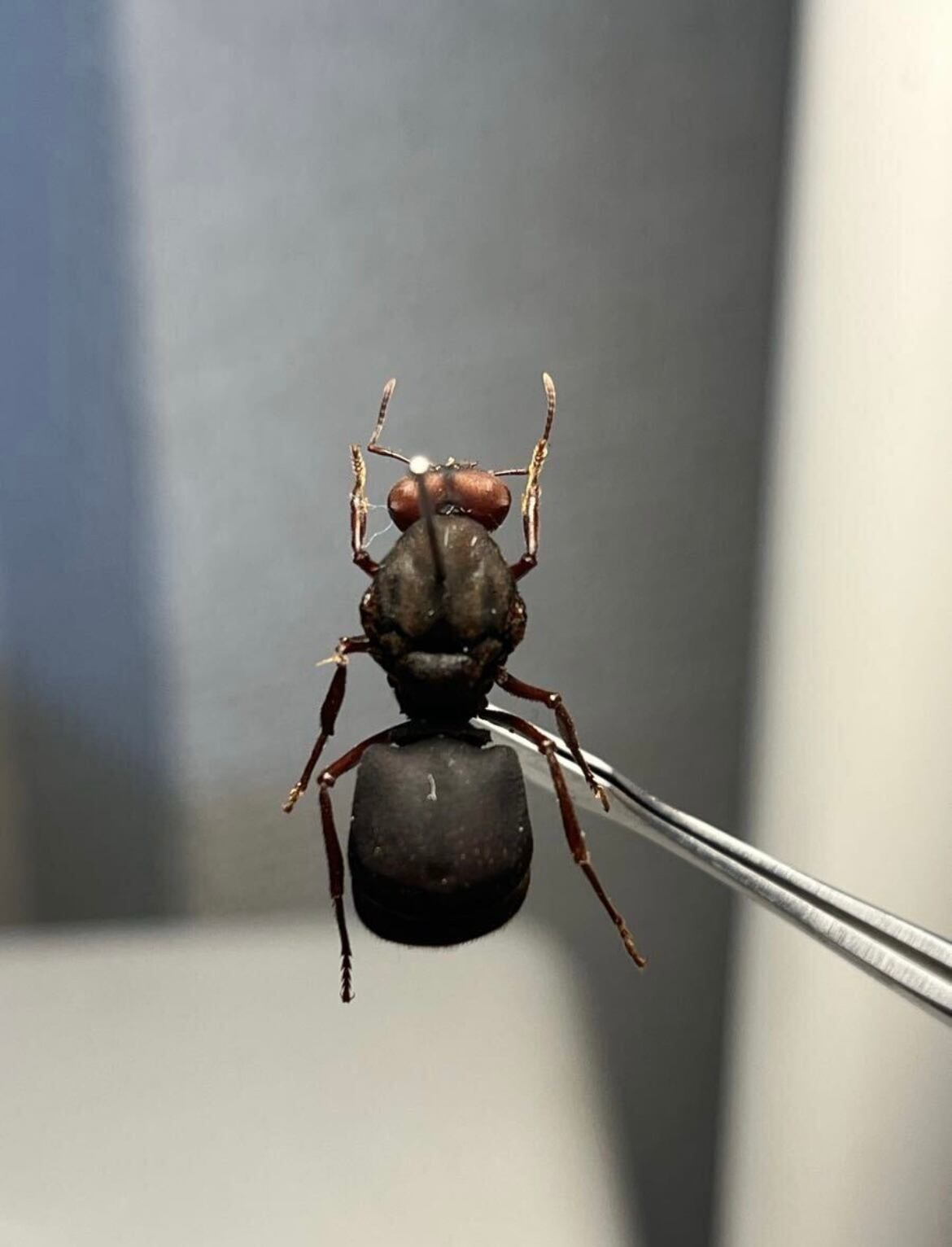 20mm】ハキリアリの女王標本 Atta cephalotes？ パラポネラ