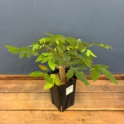 【クリアランスセール対象商品】ブルセラ ビカラー【904】【再撮影】【◇】