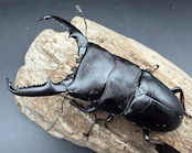 【WD】《パラワンオオヒラタ マンタリンガハン産 97mm ペア》