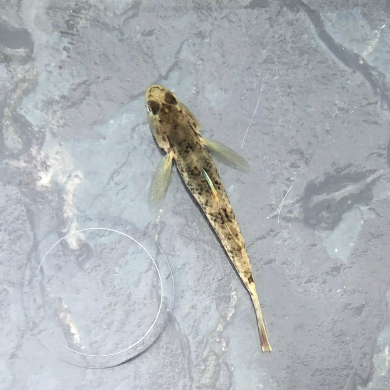 ※セット販売※(淡水魚)ヨシノボリ(種類混合) 3~5cm± (3匹)【生体】