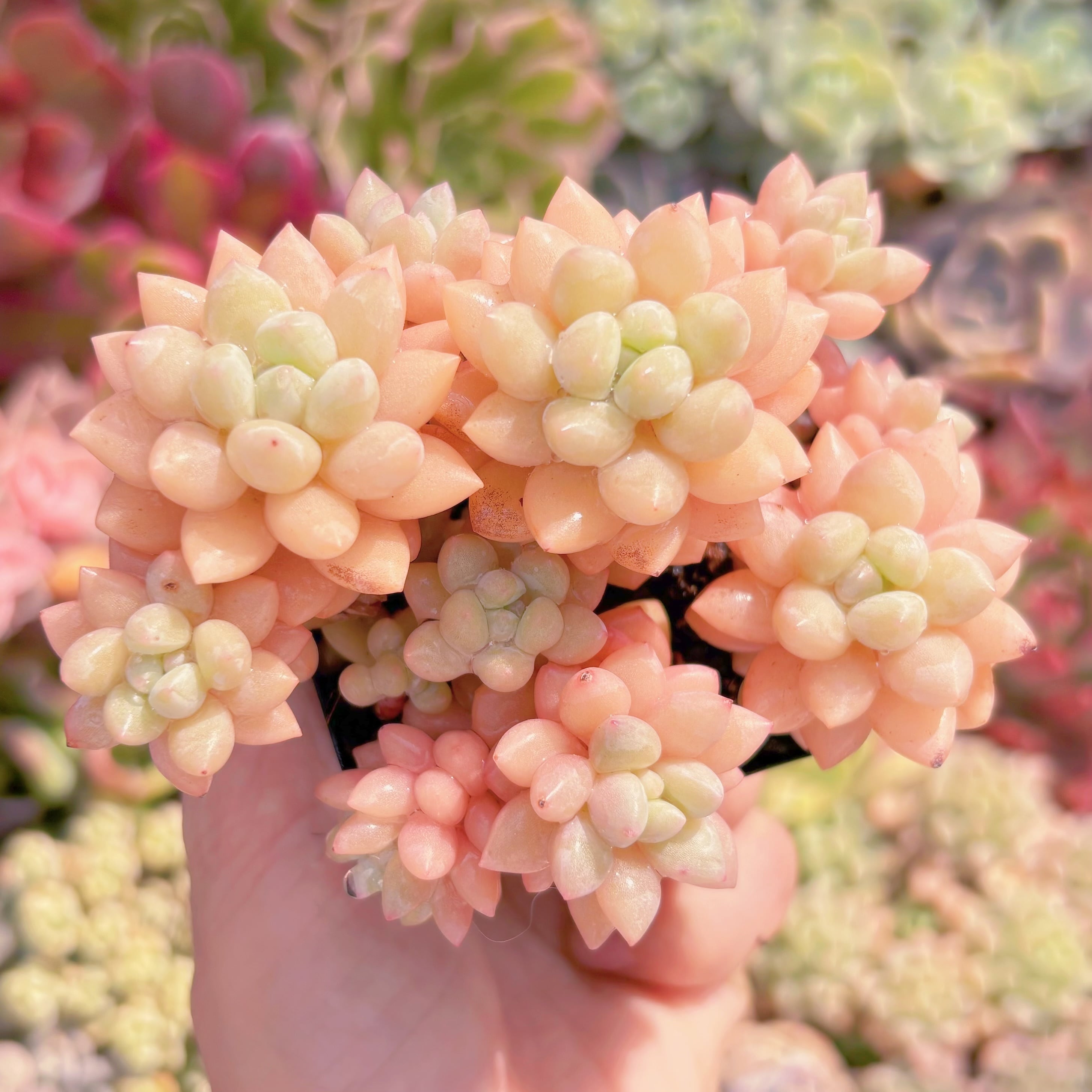 現品　ピンクパールsp#571　るる農園