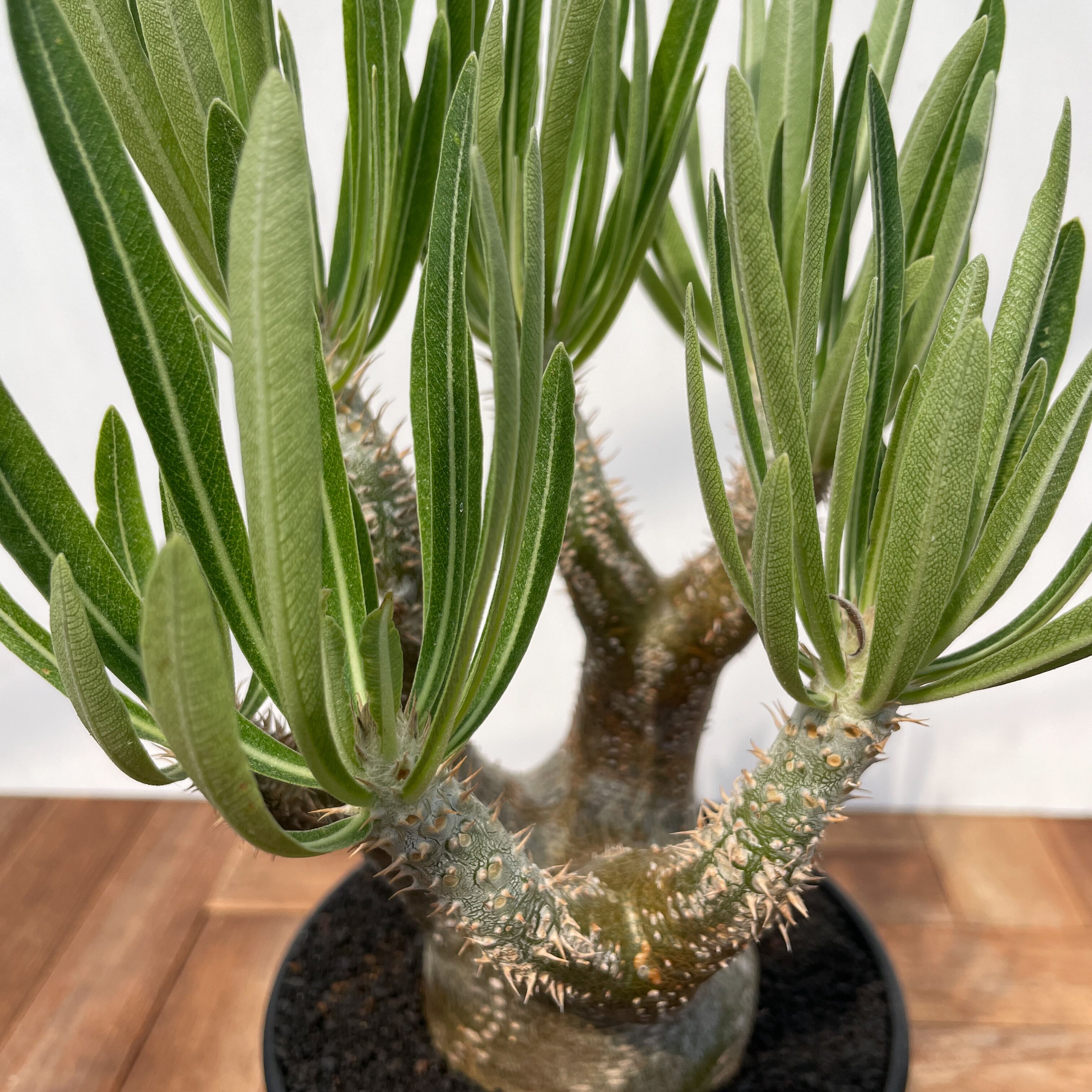 Pachypodium rosulatum var. inopinatum 【パキポディウム