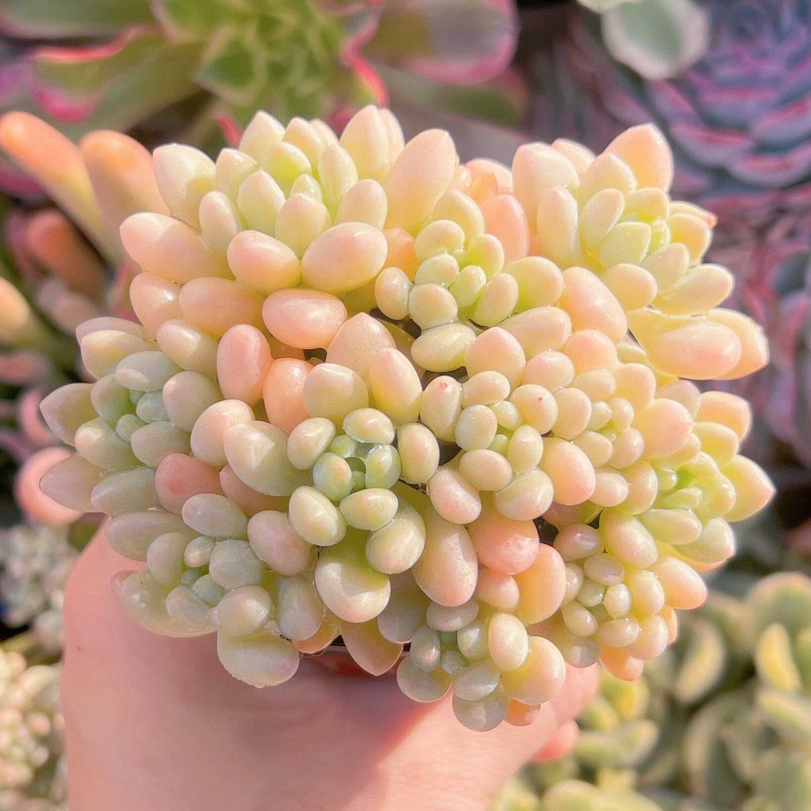 現品　Daphne x ロココ#727　群生　るる農園