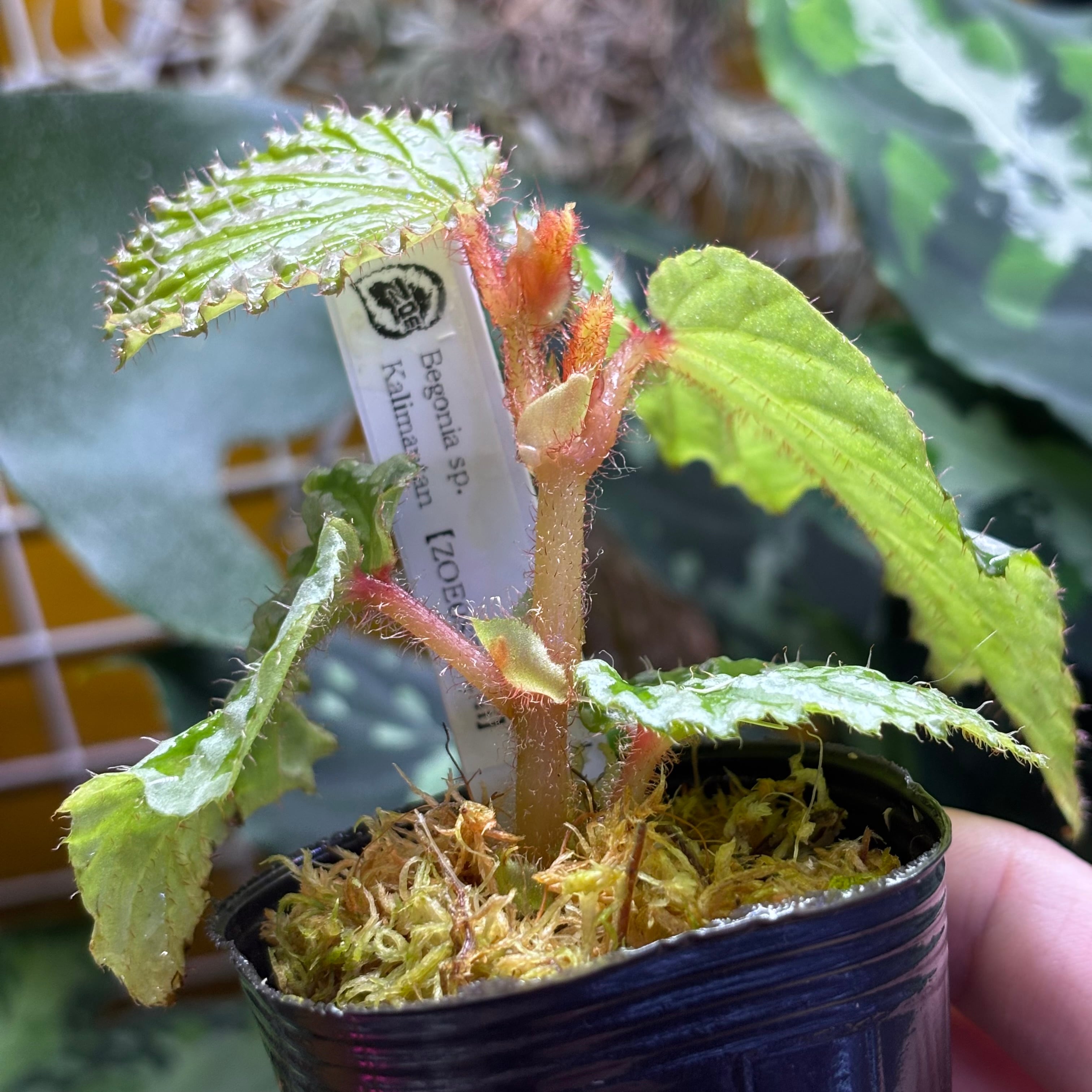 Begonia sp. Kalimantan 【ZOE0823-14i】 | 熱帯雨林植物専門店 トイ吉園芸