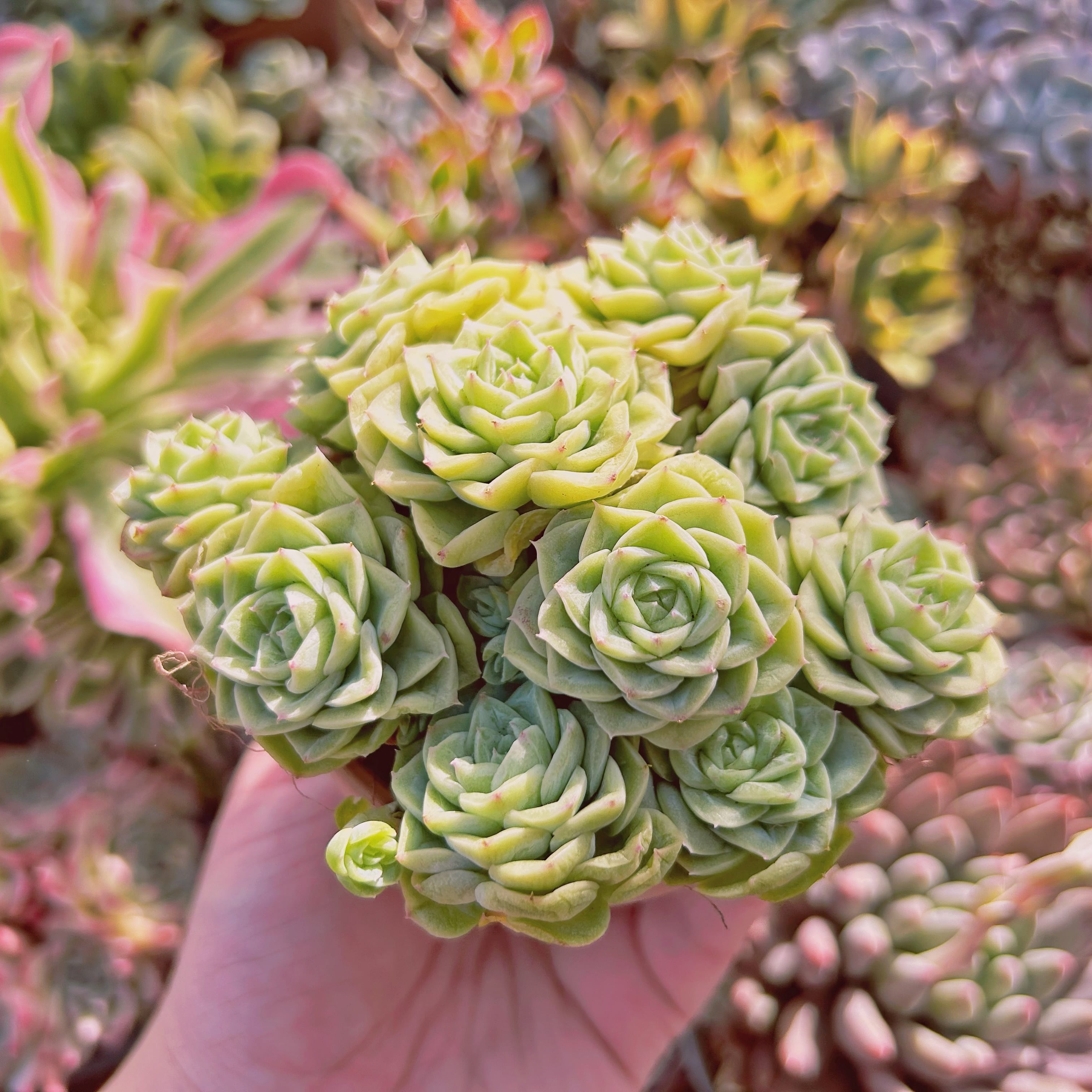 多肉植物 Echeveria ホワイトスワン 6頭以上 特大群生 | るる農園~多肉