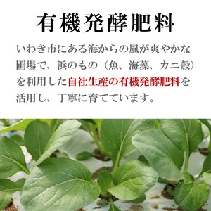 【機能性表示食品】浜の小松菜  200g入り×10袋 福島県いわき市「浜の野菜」