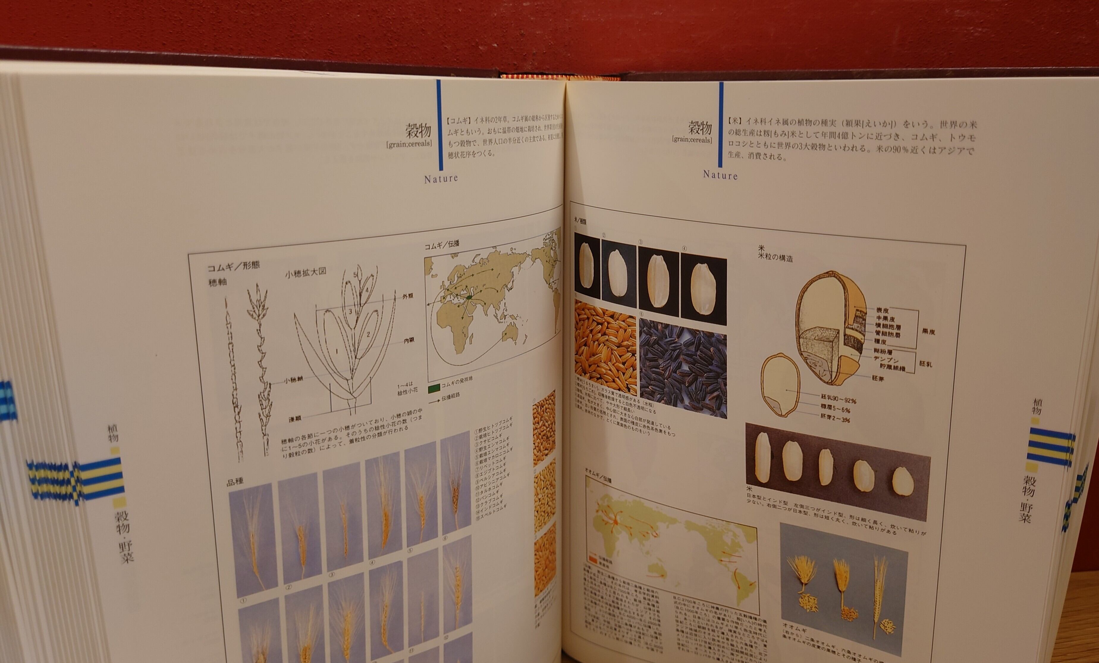 日本大百科全書 大図鑑 | 弥生坂 緑の本棚