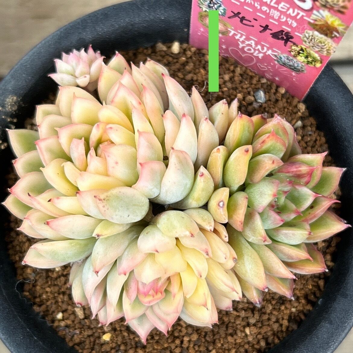 お取り置き専用　多肉植物　❁︎シュビル錦　未発根 022【三日月】おらいさん苗 ミックスベリア 成長記録 多肉植物