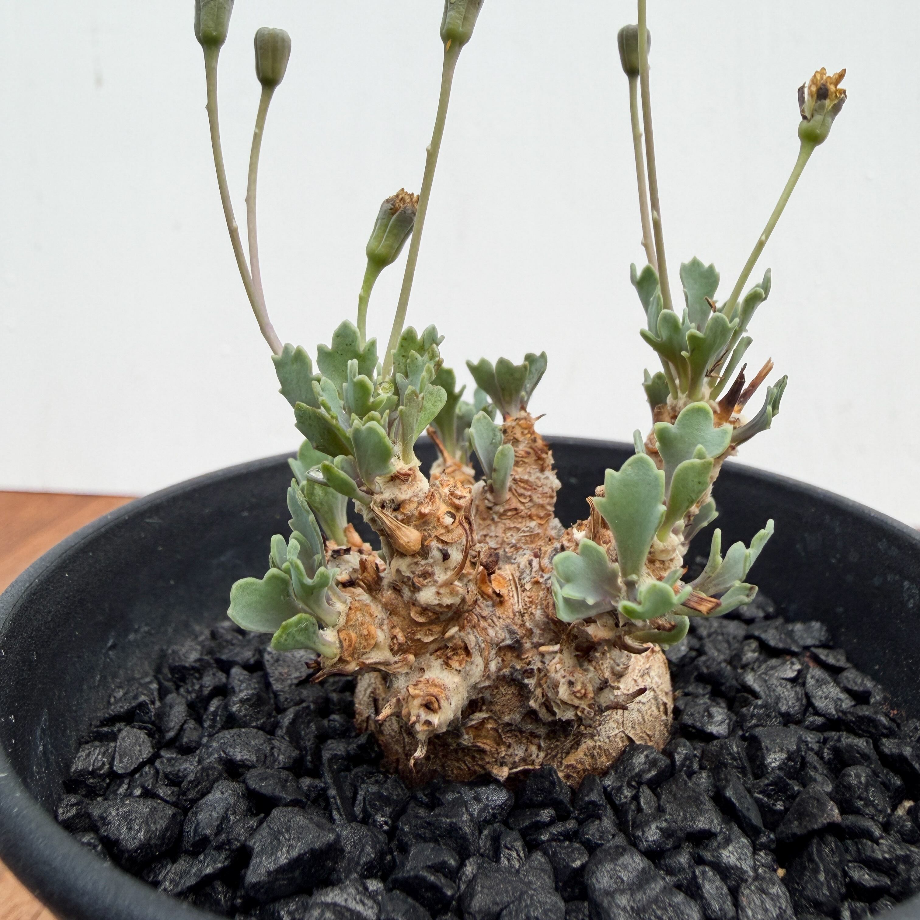 Othonna steinkopf×euphorbioides【スタインコフ×ユーフォルビオイデス