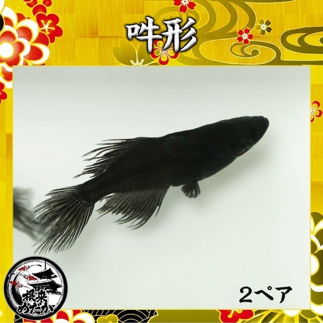 今だけ〖２ペア〗吽形メダカ 成魚 2.5～3cm｜改良メダカ・めだか販売・通販